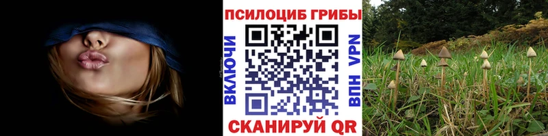 Галлюциногенные грибы Psilocybine cubensis kraken как зайти Циолковский магазин продажи наркотиков